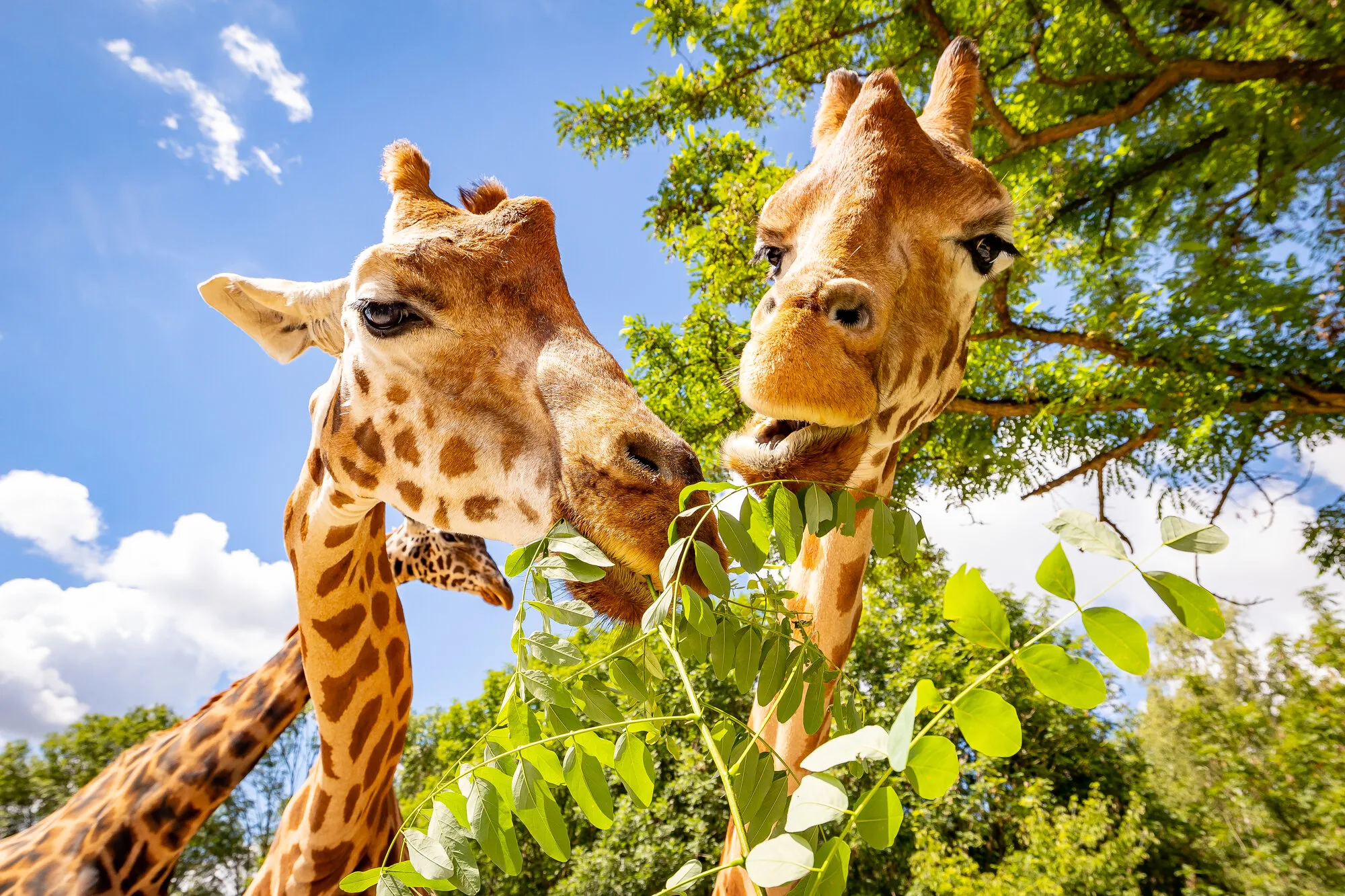 csm Rothschild-Giraffe InventurPM 3e655e26ab