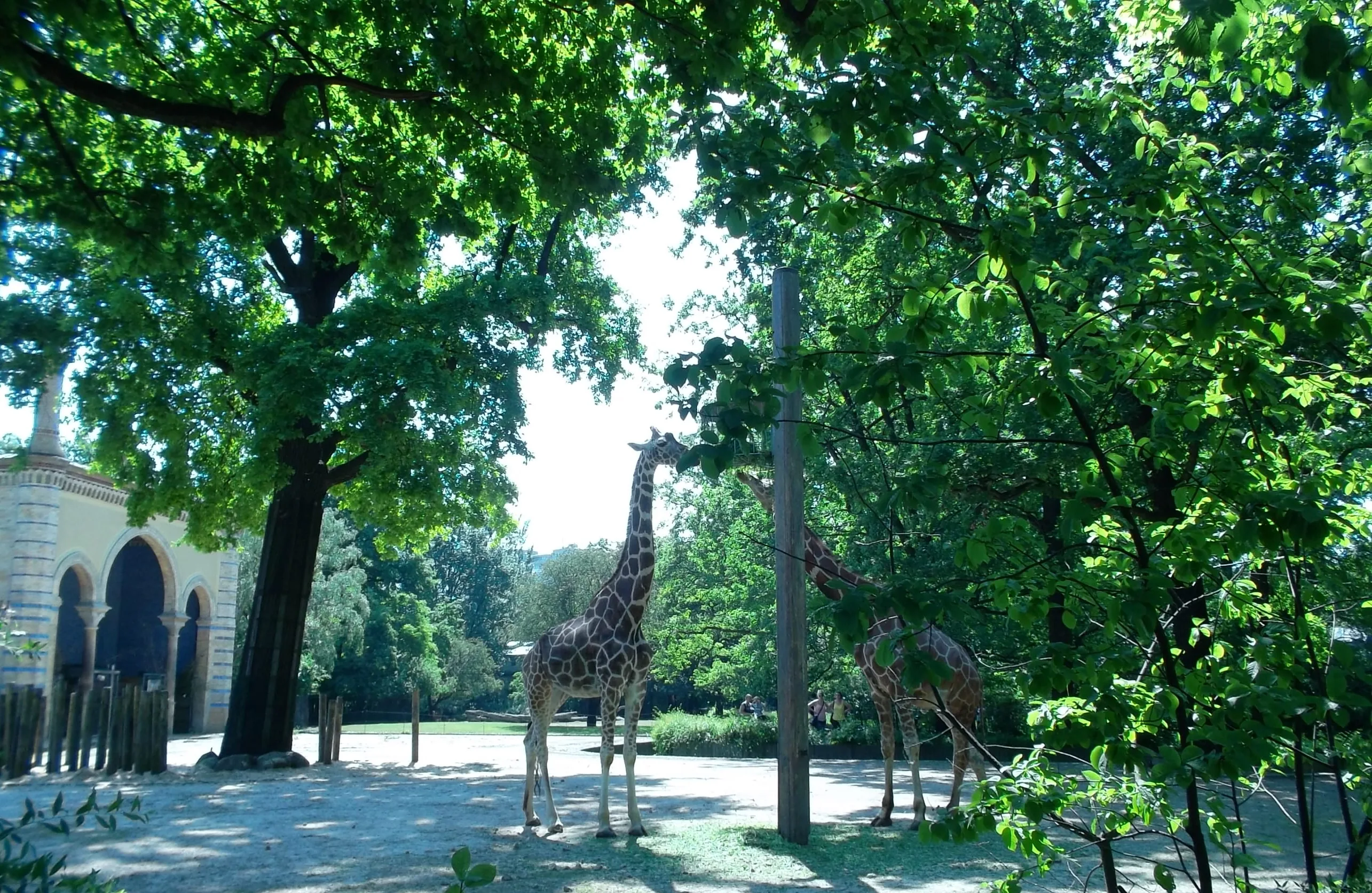 Netzgiraffe Zoo Berlin