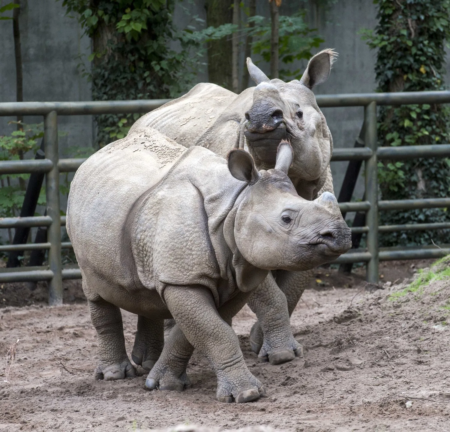 csm Indisches Panzernashorn Betty mit Nachwuchs Karl Zoo Berlin a5911f7f2b