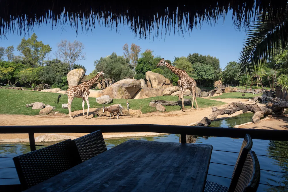 Verano-2022-BIOPARC-Valencia-Vistas-desde-la-cafeteria-Kidepo-Jirafas-y-antilopes-en-la-sabana 6-1