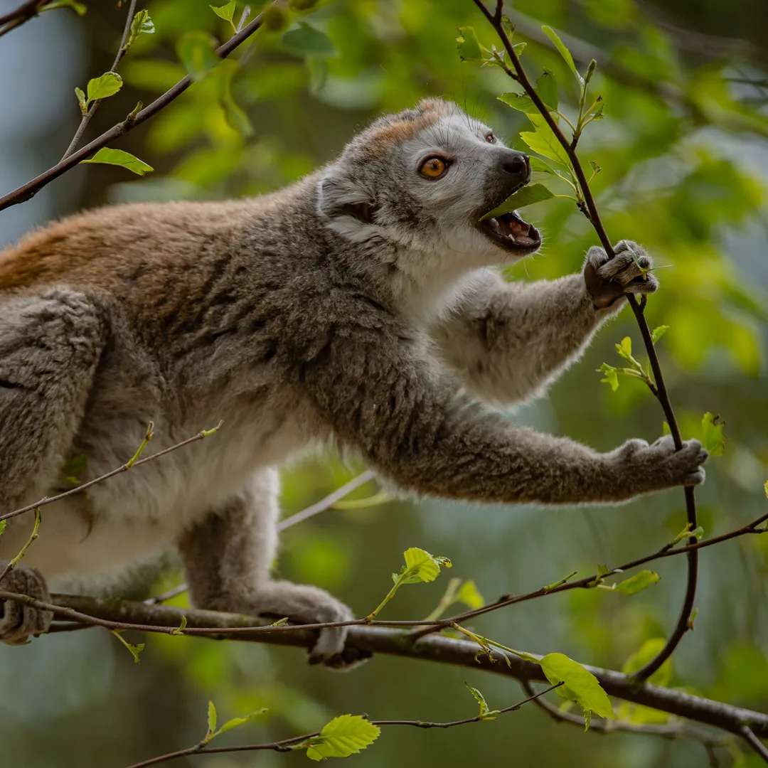 crowned-lemur-4