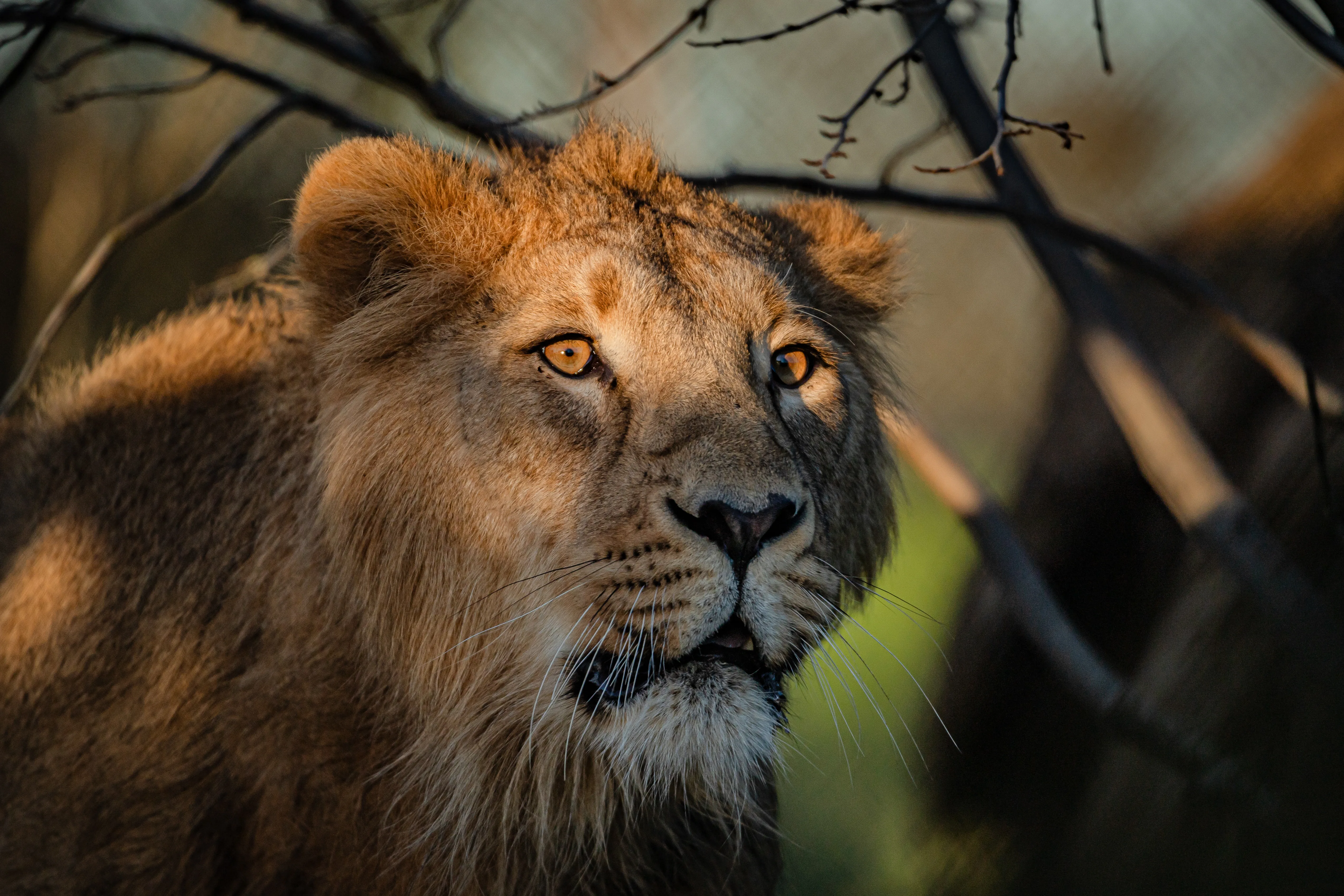 asiatic-lion-nilay-12