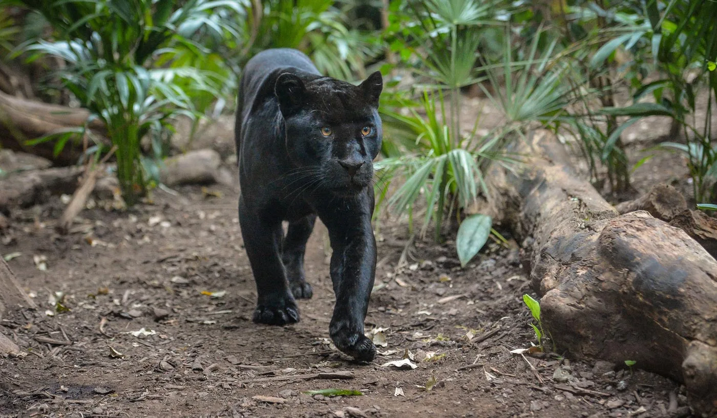 jaguar-at-the-zoo-6