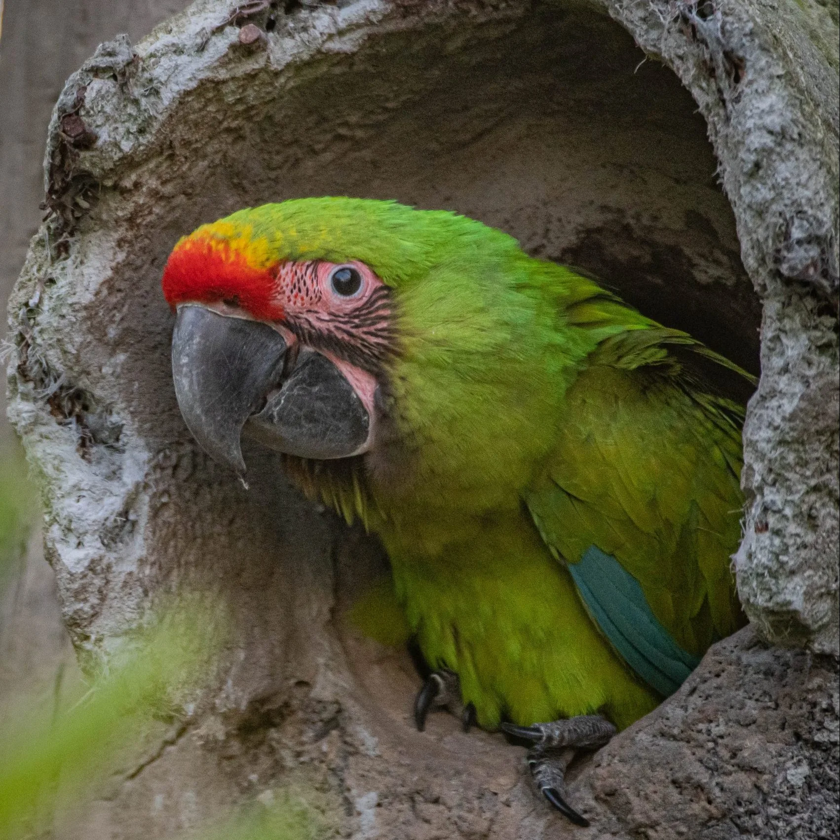 great-green-macaw-4