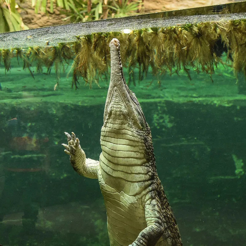 sunda-gharial-2