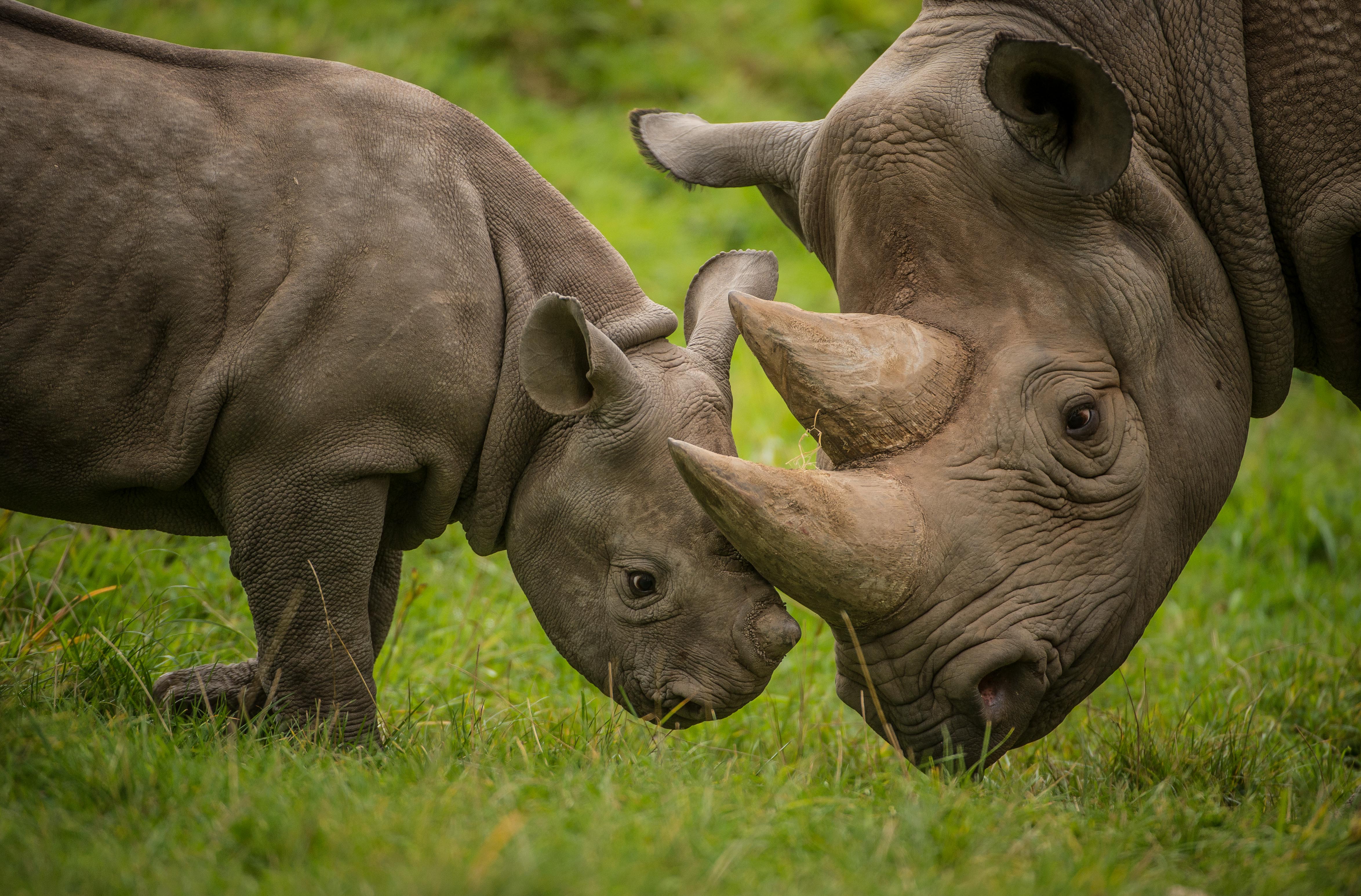 black-rhino-calf-with-mother