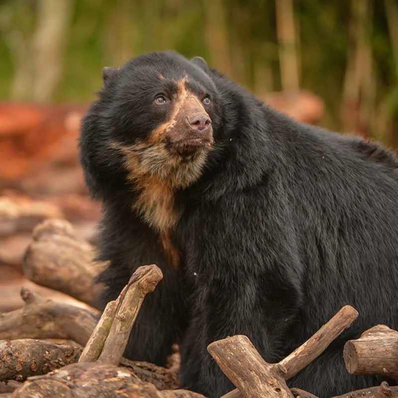 andean-bear-4