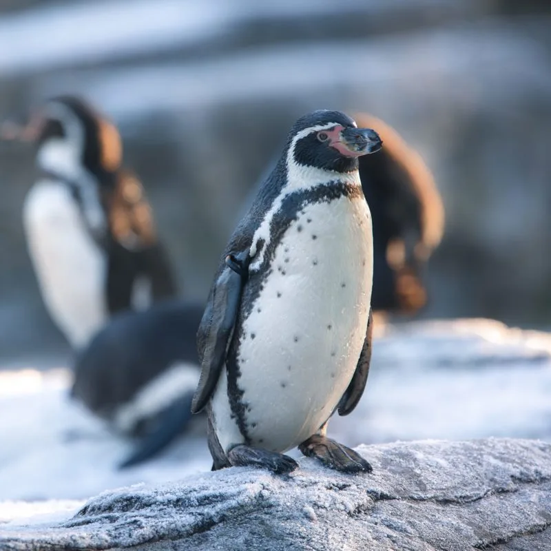 humboldt-penguin-5