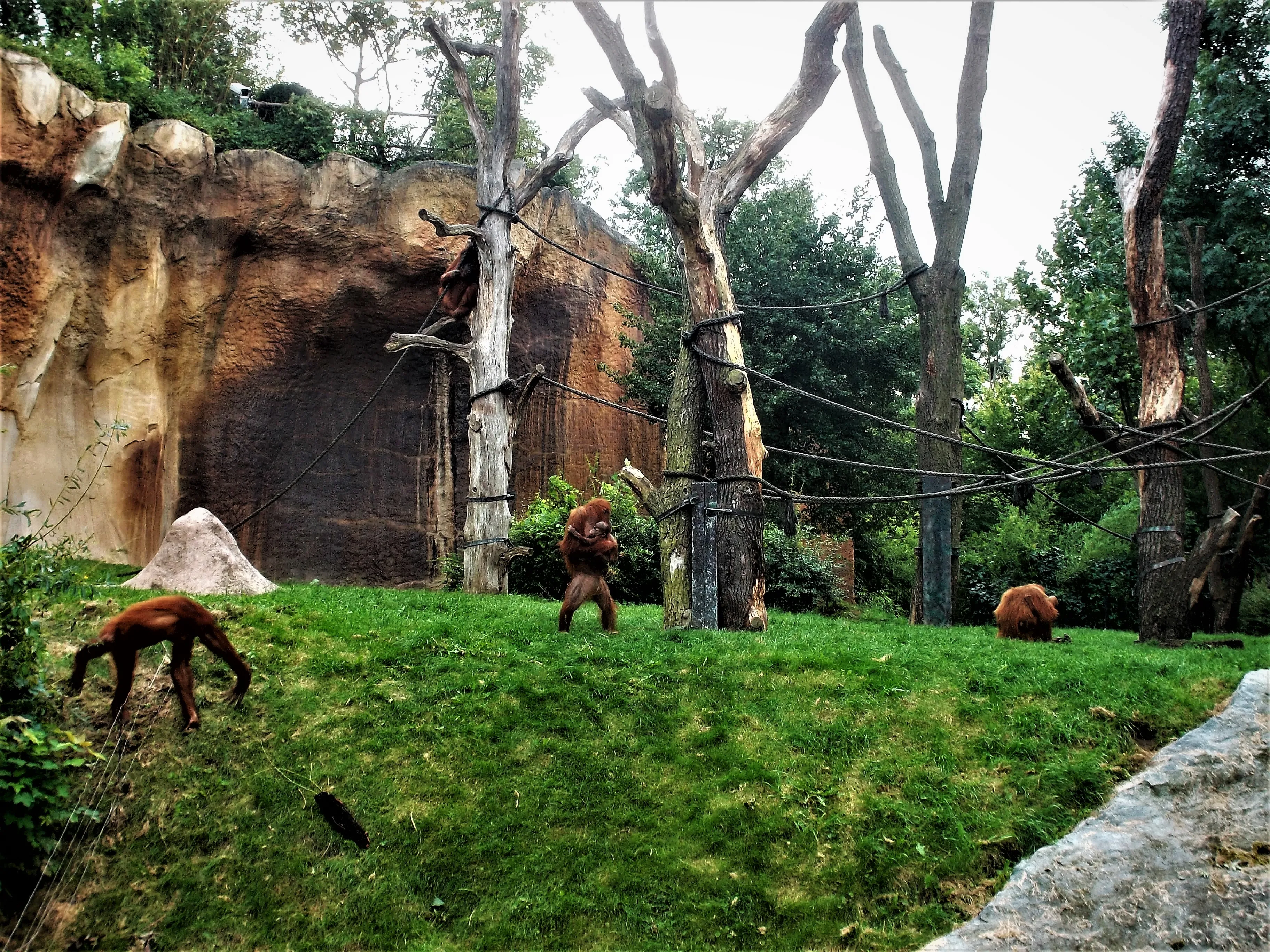Sumatra-Orang-Utan (Zoo Leipzig)