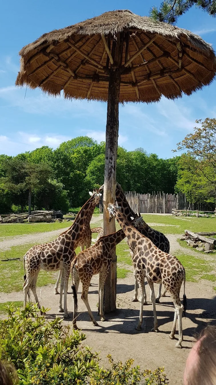 20180505-142521-largejpg