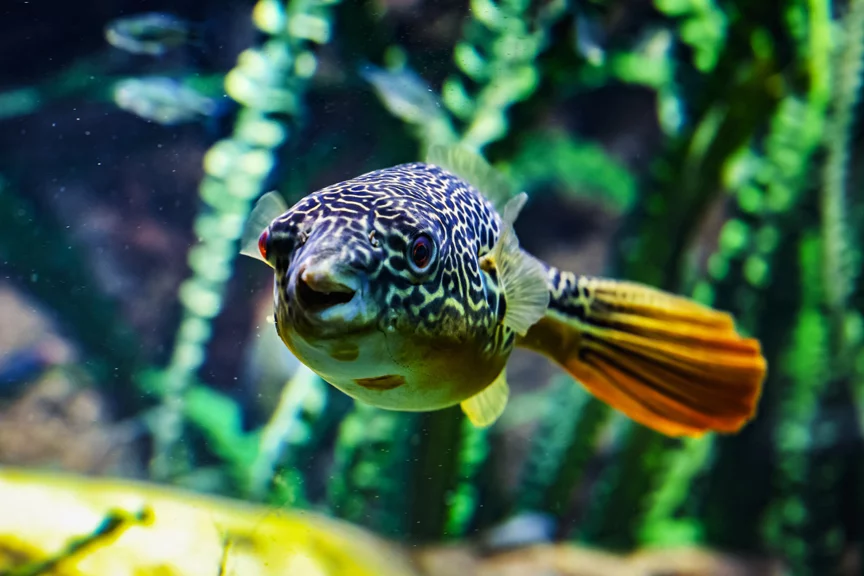 Goldringel-Kugelfisch