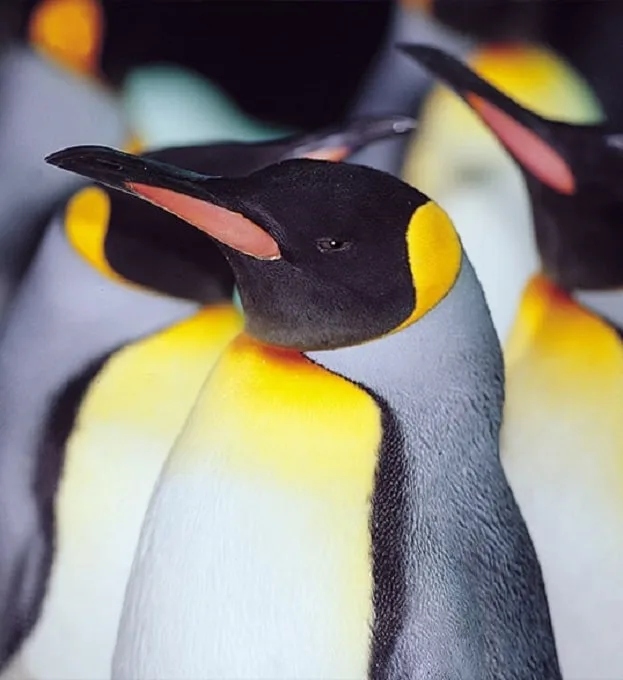 LIST pinguinos-min-min