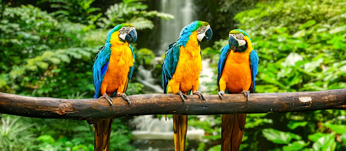 loro-parque-1