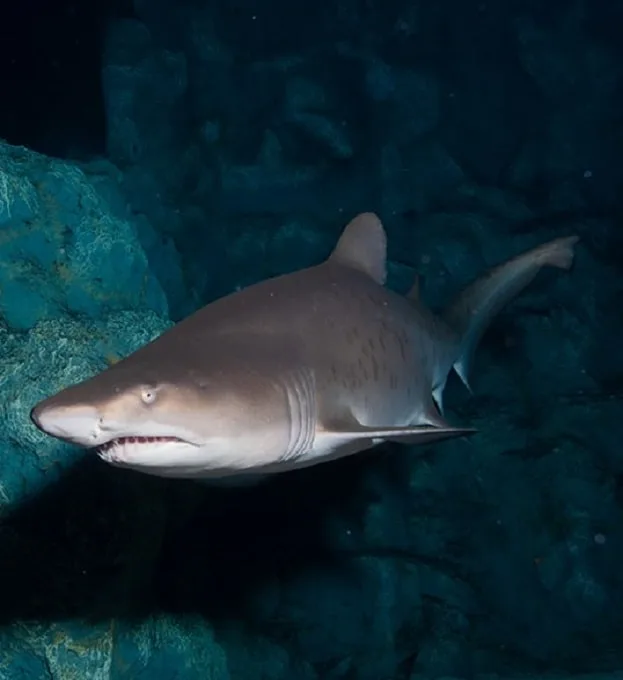 LIST tiburones-min-min