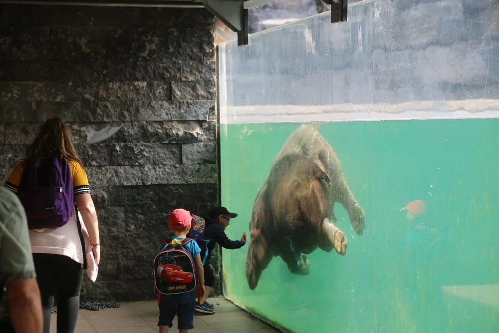 kibo-un-hippopotame-amphibie