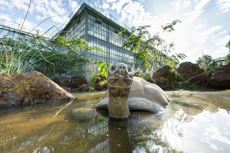 pa riesenschildkröten1