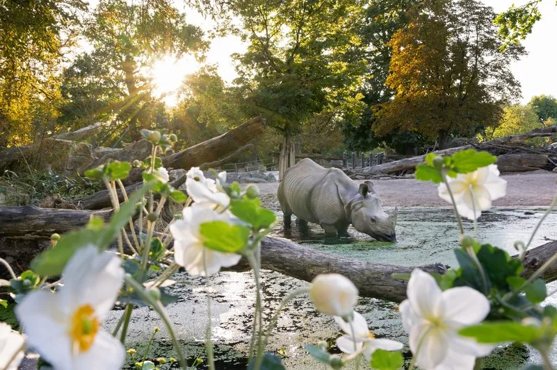 ts nashorn