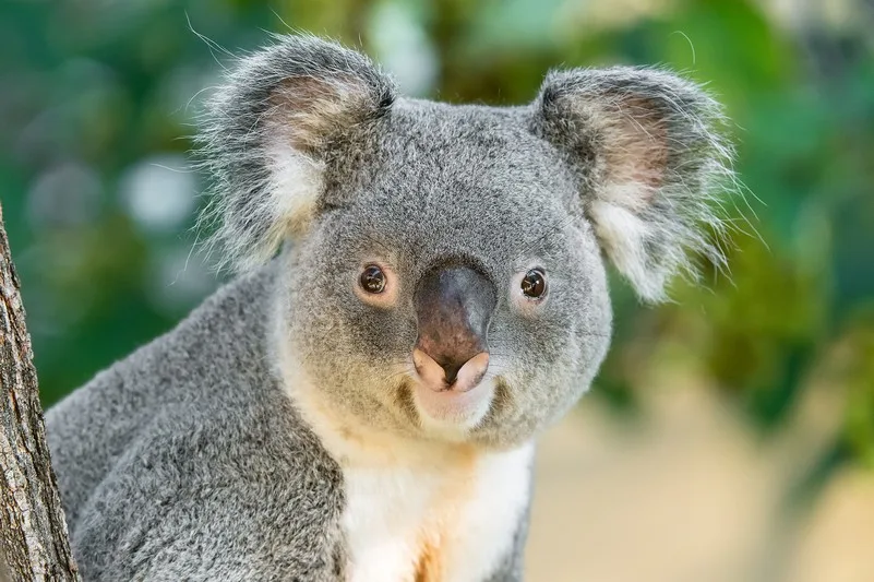 ts koala