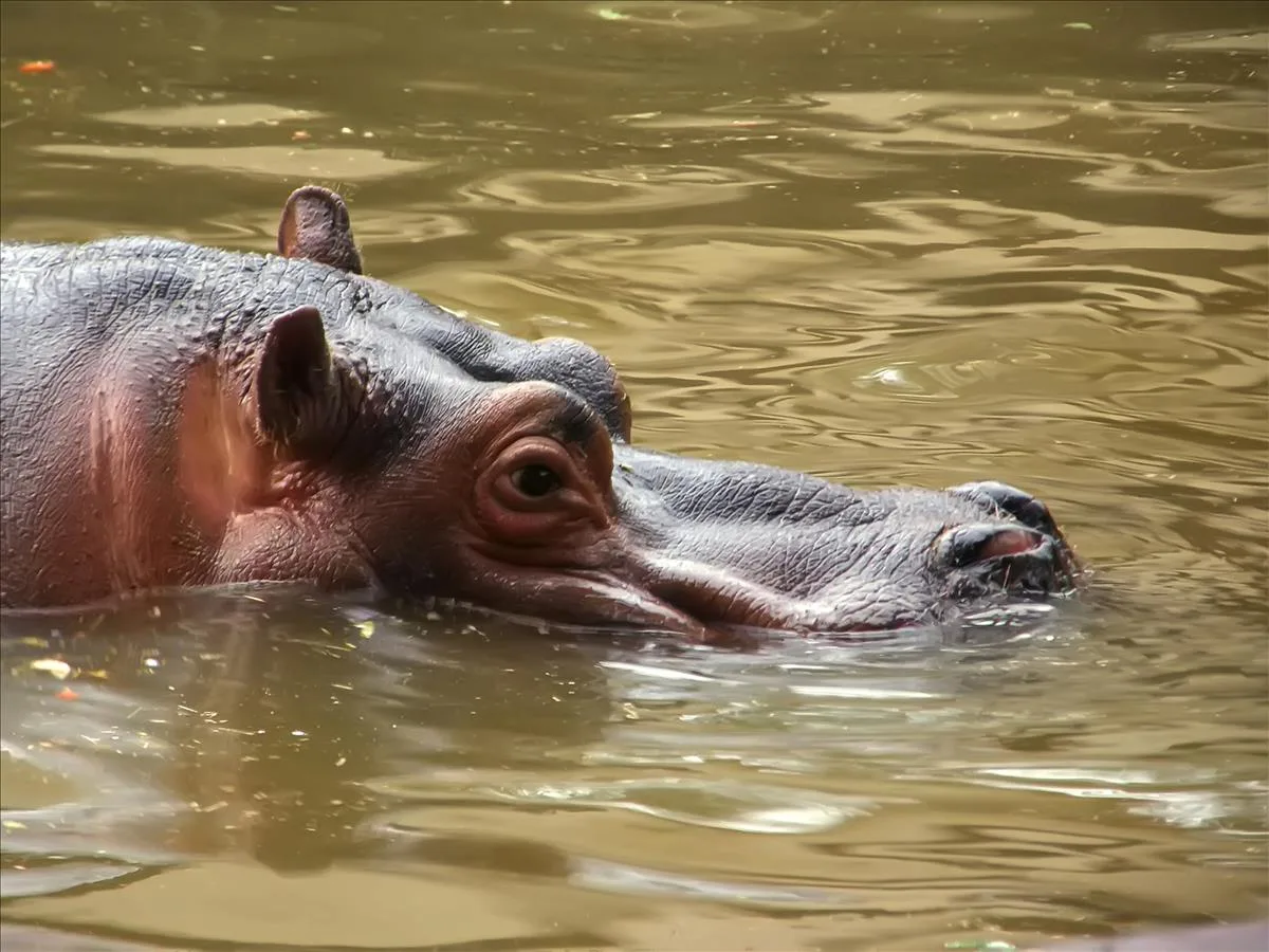 20190415031302858RiverHippo