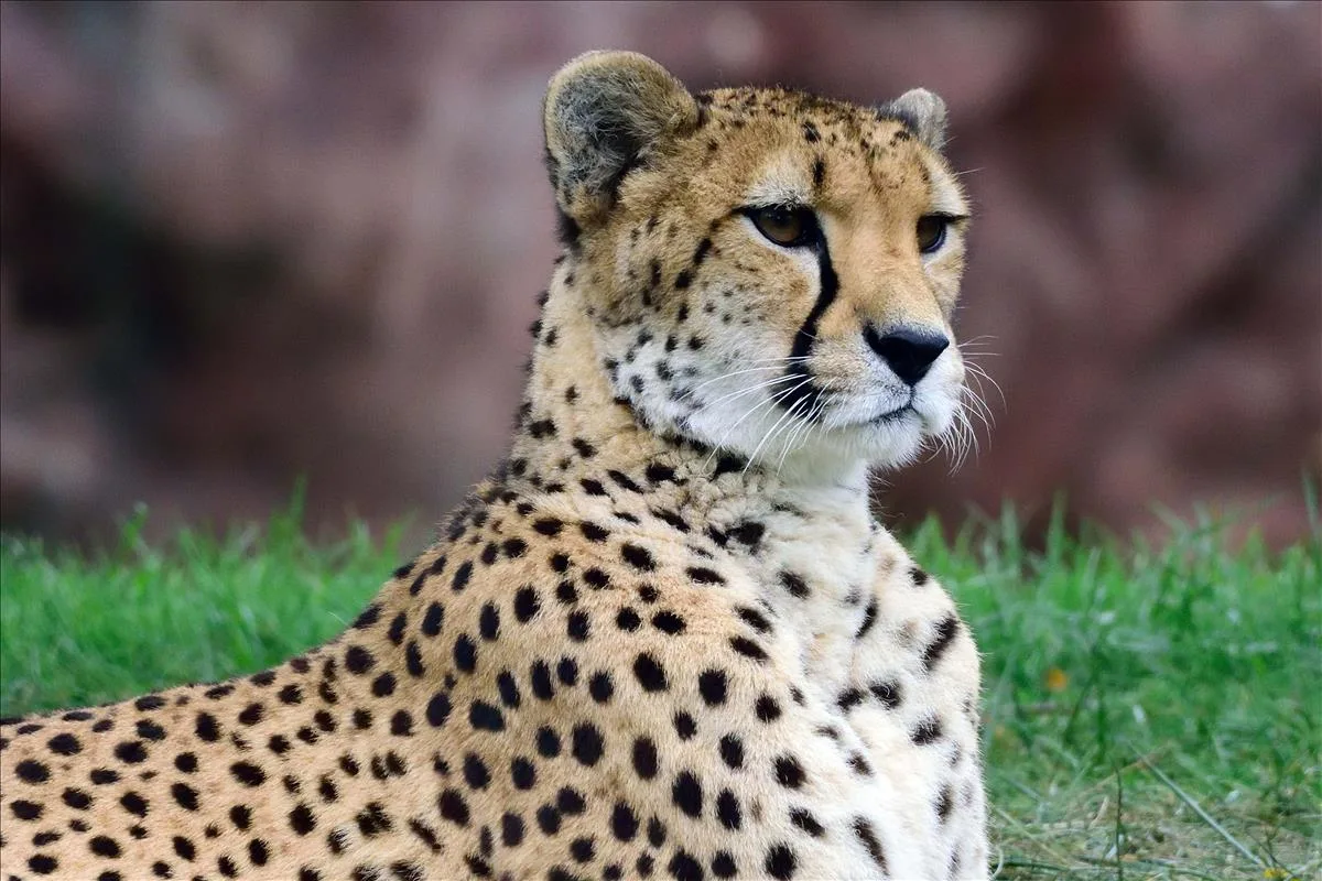 20180614091937872Cheetah