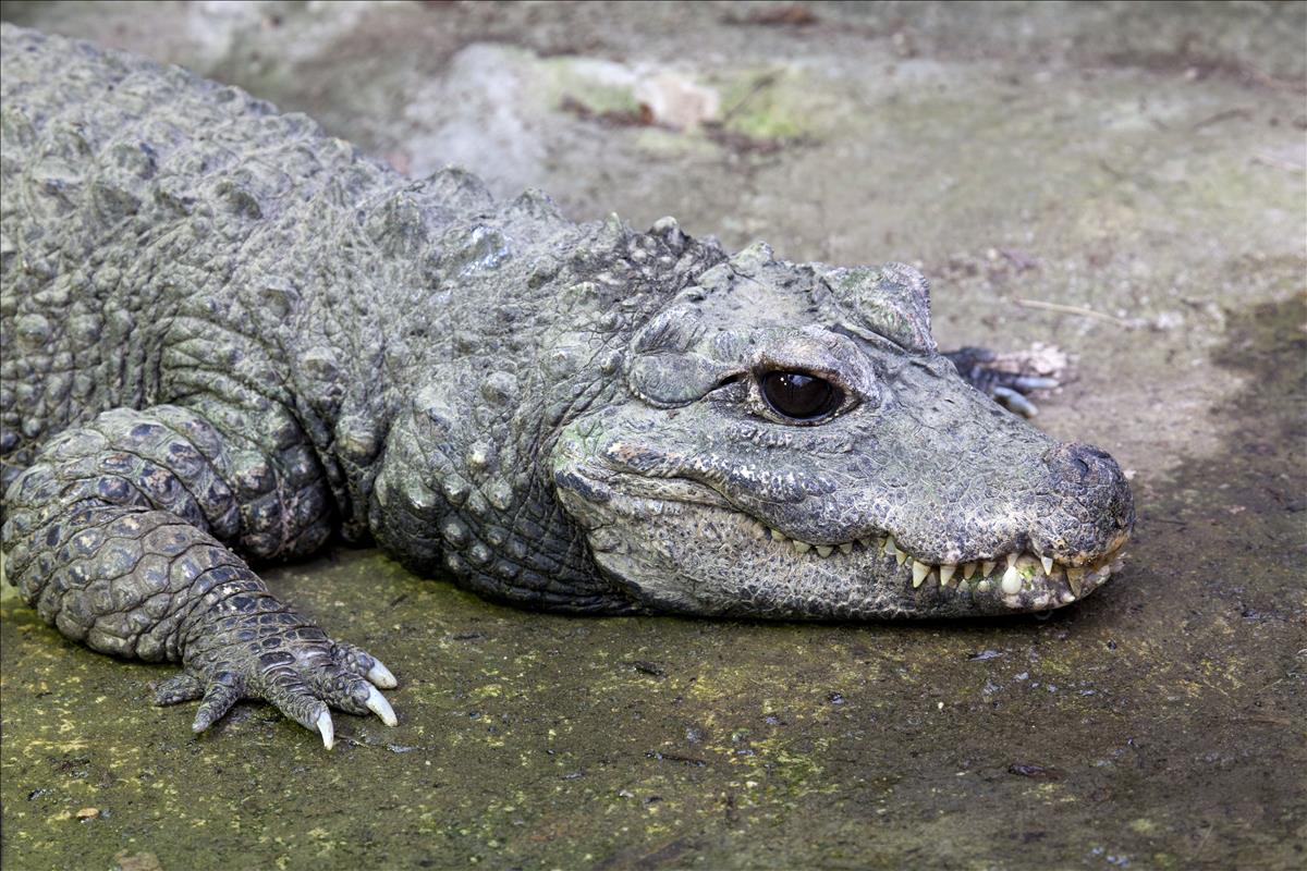 20190416035528815WestAfricanDwarfCrocodile